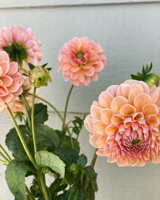 sun co. floral gift card